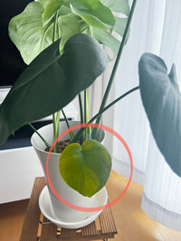 モンステラの葉が1枚黄色くなりかけています その前にも若葉が黄色くなり泣く泣く Yahoo 知恵袋