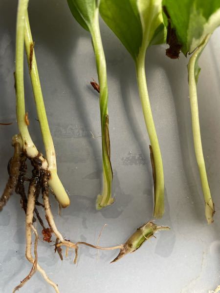 昨日ベラポンに植え付けたポトスですが24時間位あとに見たら根本の茎の所が蒸れたのか何かわかりませんが葉が取れてしまいました。ベラポンでも蒸れたりしますか？今日の室温は35度位ありました。
