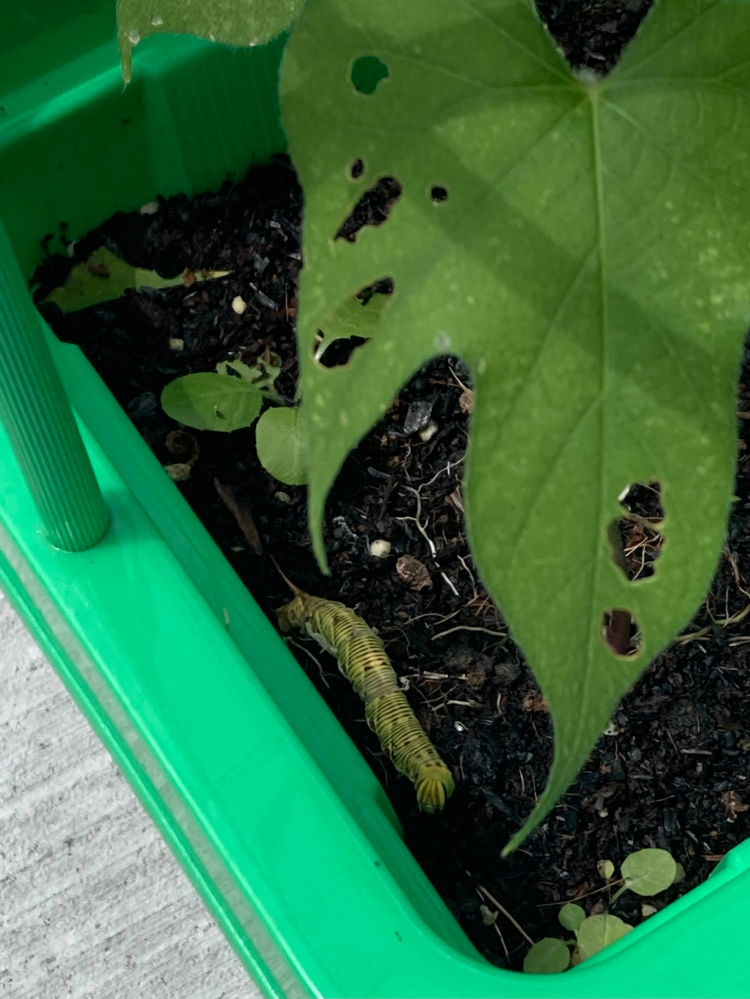 家のプランター内に虫がいたのですが、何の虫か分かる方教えて下さい。検索したのですが、私の力では同じ模様の虫を探す事ができなかった為、宜しくお願い致します。