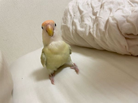 生後6ヶ月のコザクラインコを飼っています高いところに乗ったり太陽の光 Yahoo 知恵袋