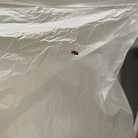 画像あり この虫はなんですか キッチン周りで週に一個くらい見つけます 1 1 Yahoo 知恵袋