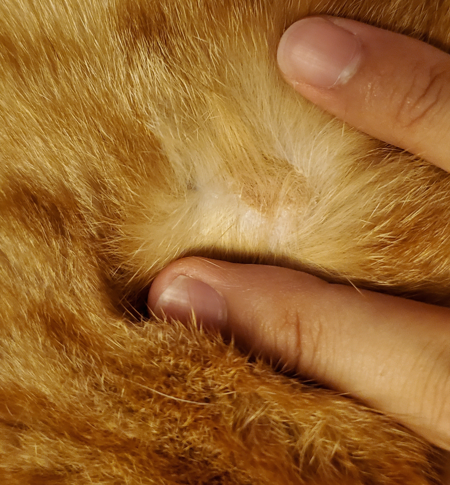 ネコにカサブタのようなものがあります。 これはなんでしょうか？ できたのは2回目なのですが、1回目は知らない内に剥がれていました。 触った感じは周りより固く、毛の上から揉んでも分かる感じでカサカサです。 場所は前回も今回も右の肩近くです