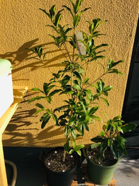 金木犀キンモクセイの鉢植えについて5月末に通販で樹高70センチほどの苗木を購入 Yahoo 知恵袋