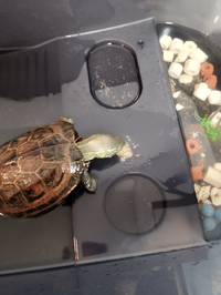 至急結構かぶさってしまったんですが 知らないうちに餌でもない何かすごい臭いもの Yahoo 知恵袋