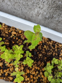 外に出してあるミントが大体こんな感じで茶色くなってます これは葉焼け Yahoo 知恵袋