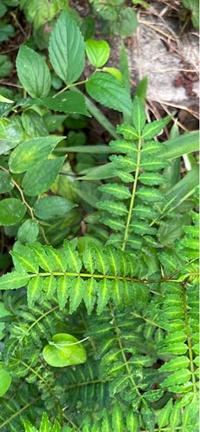 山椒にも 少し似たような この植物はなんですか 覚えのない植物が 生 Yahoo 知恵袋