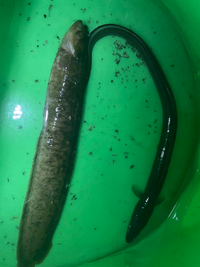 この魚は何でしょうか アナゴ釣りの外道で針飲んでもう死んでました Yahoo 知恵袋