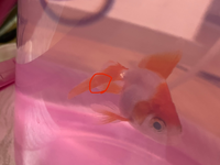 家の金魚について質問です 今日金魚に餌をあげながら様子を見ていると 口を落ち着 Yahoo 知恵袋