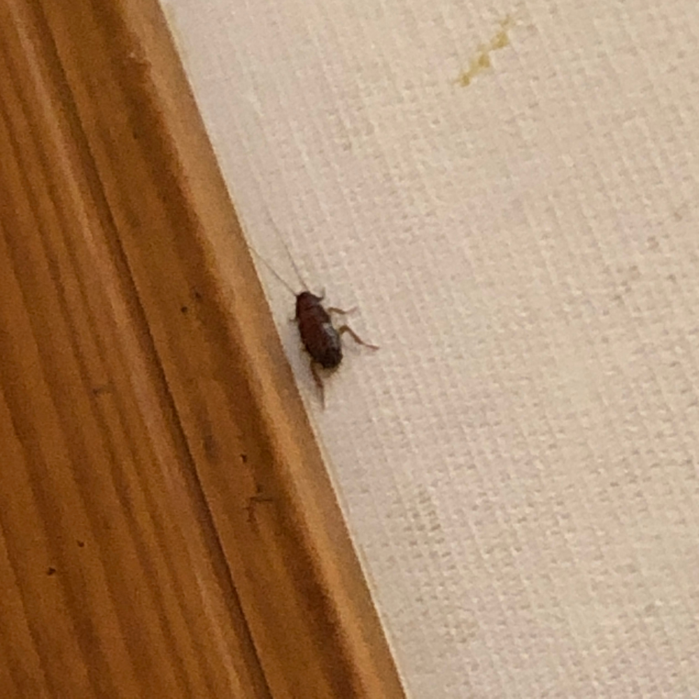 画像荒くてすみません 家に出たゴキブリなのですが 種類がわからなくて困っていま Yahoo 知恵袋