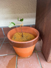 柏葉紫陽花の鉢上げ発根したので鉢上げしました が 茎が黒くなってきま Yahoo 知恵袋