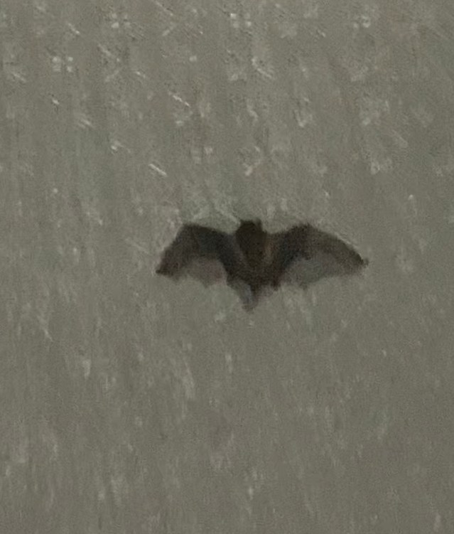 なんて言うコウモリですか 大きさは羽広げて10か 15センチくらいで Yahoo 知恵袋