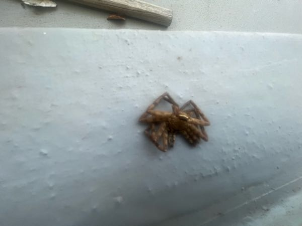 このクモは何という名前ですか おでこにくっきり白ラインが見えますからアシ Yahoo 知恵袋