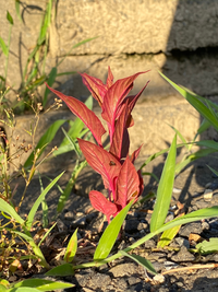 この植物の名前は何ですか 濃いピンクの茎に赤い葉っぱです 雑草にしては綺麗だな Yahoo 知恵袋