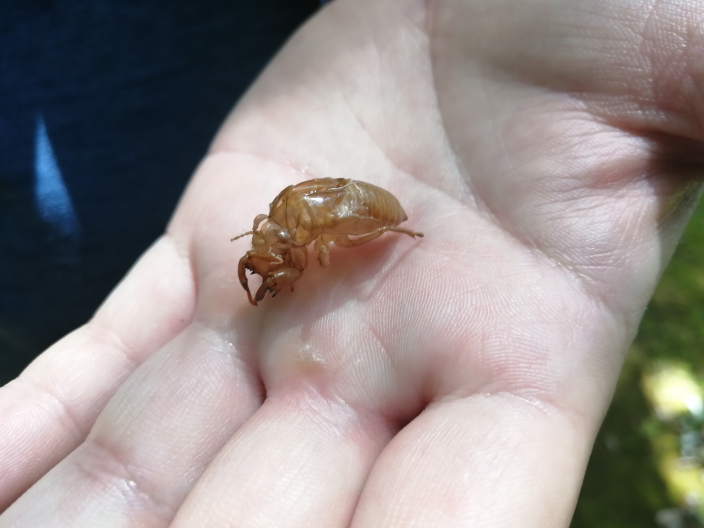 これはなんのセミの抜け殻でしょうか ヒグラシに見えます Yahoo 知恵袋