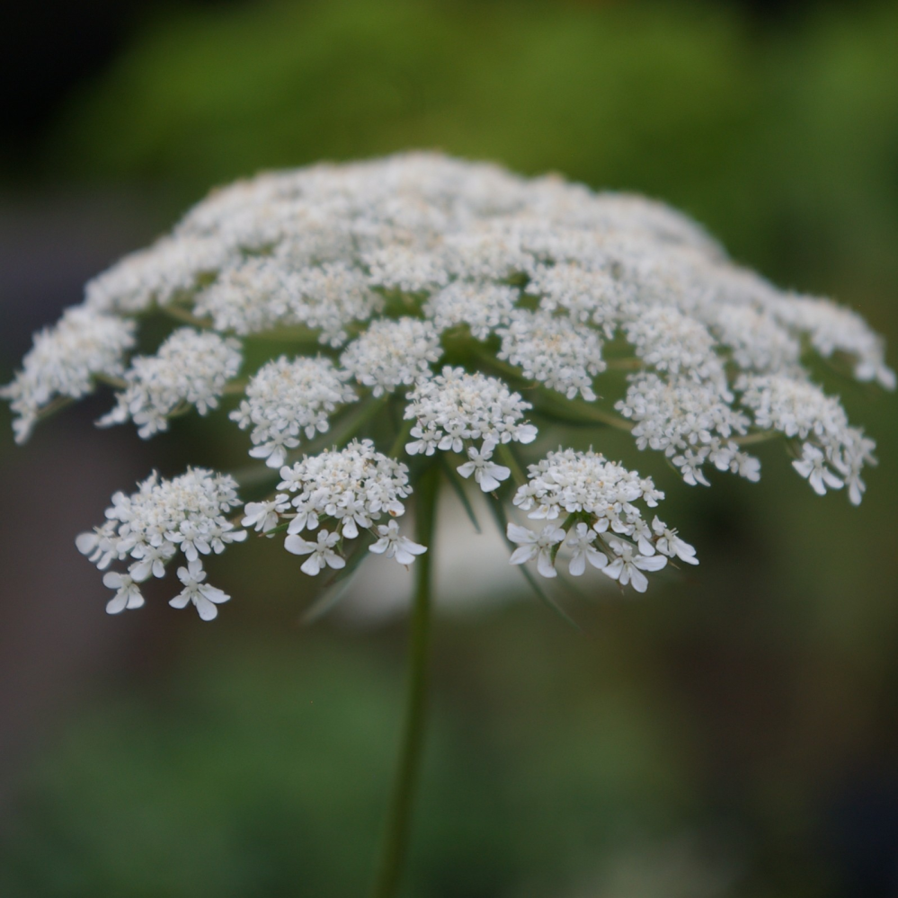 この花の名前を教えてください ノラニンジン 野良人参 でしょう Ht Yahoo 知恵袋