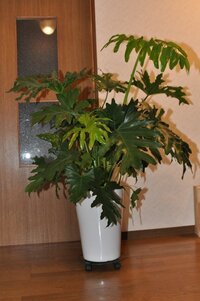 我が家のセロームどうしたらいいでしょう。 １年前に買ったセロームをとても大事にしているのですが、どんどん成長して、どうすればいいのかわかりません。
株分け？というのをしたほうがいいのかなぁ、とは思うのですが、今植わっているものを無理やりはがす？ことになるんでしょうか。
そんなことをして枯れてしまわないか心配で、どうもふんぎれません。

１年前は全長30cmだったのに、１年でこれほどま...