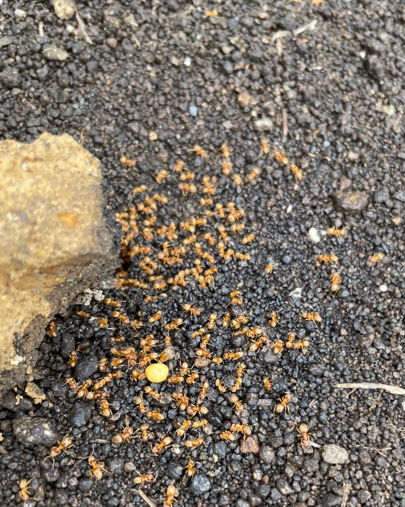 何ていう名前の蟻でしょうか？庭に大量にいました。