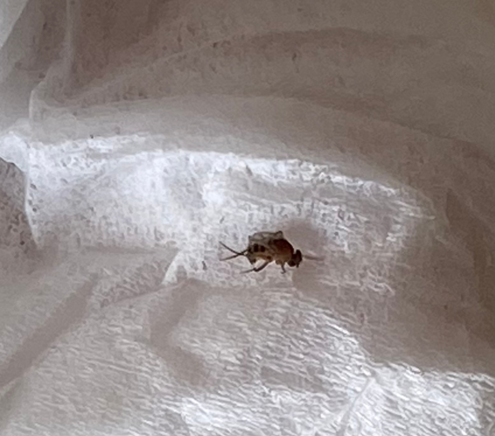 この虫はなんですか 部屋の中でよく見かけます 動きが素早いのでなかなか捕まりま Yahoo 知恵袋