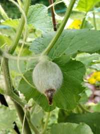 木の葉芽と花芽はどう見分けるのですか ３月に鉢植えしたリンゴとプル Yahoo 知恵袋