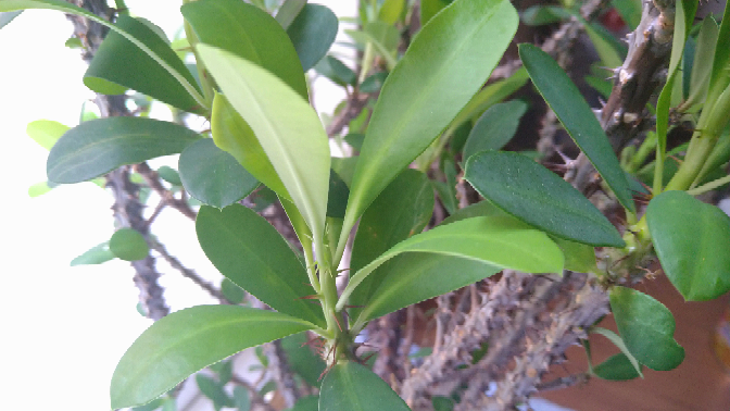 この植物が何か分かる方がいたら教えて下さい。
