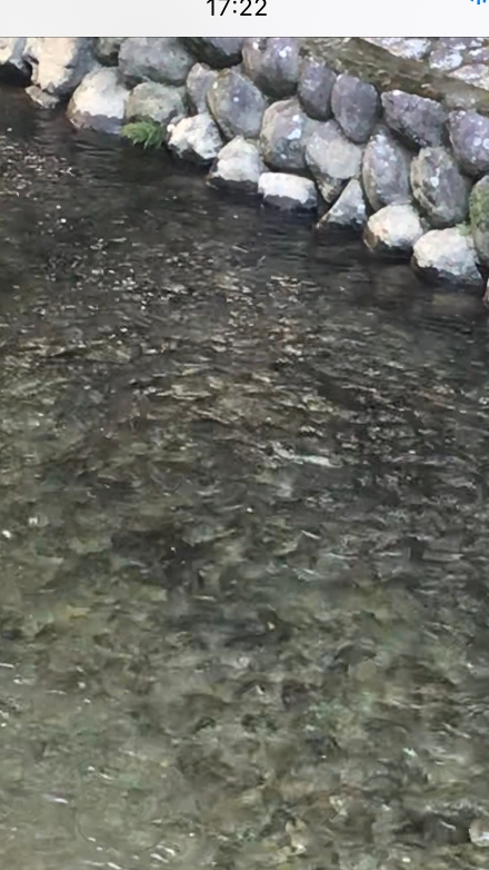 8月１日に伊勢神宮内宮の風の宮に行く途中の橋の五十鈴川で白い魚が泳いでいました。不思議に思いビデオを撮りました。なんの魚でしょう？見た人はいますか？