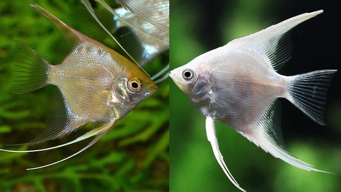 熱帯魚 エンゼルフィッシュについて。 ゴールデンエンゼルとプラチナエンゼルの交配でF1ではどのような個体が生まれますか？ よろしくお願いします。