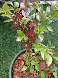 鉢植えのブルーベリー ハイブッシュ系 の葉っぱが赤くなってきました 色んなサイ Yahoo 知恵袋