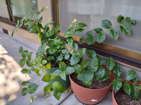 ジャスミン 茉莉花 の剪定と挿し木について質問です 我が家の茉莉花が Yahoo 知恵袋