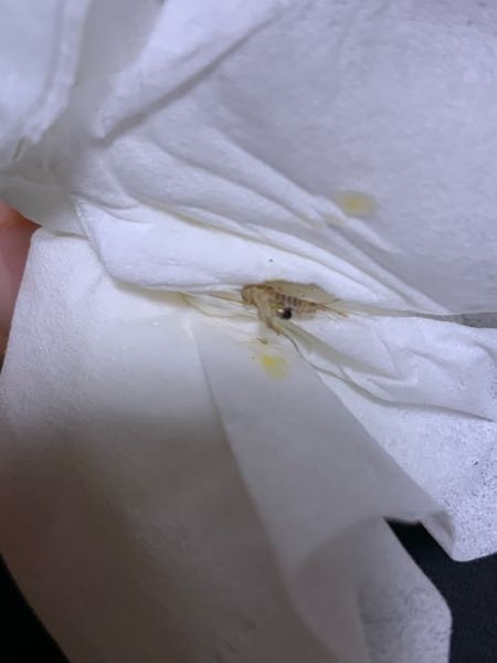 【虫の死骸の写真あります！】 部屋が汚かったので掃除をしていたところ、この虫がいました。 なんていう名前の虫がわかる方いませんか？