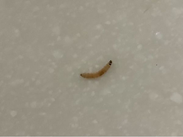 【閲覧注意】これって虫ですか？ 米の研ぎ汁の中にいました。 このお米は食べない方がいいですか？