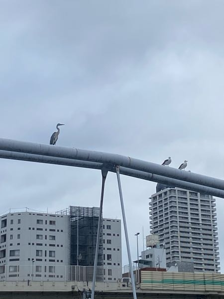 この左の鳥は何という鳥ですか？ よろしくお願いします。 東京湾に近い川沿いにいました。