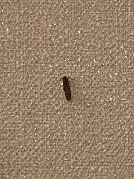 【何という虫でしょうか？】 7月頃からお風呂場やリビングの壁で何度か(週に数回)見かけるのですが、何という名前の虫なのでしょうか。 細長く触覚のようなものがあり蛾のように見えます。飛び回ったりはあまりしていないようです。大きさは2cmほどです。 家への侵入経路など生態や対策に関しても詳しい方がいれば教えていただけると大変ありがたいです。 観葉植物はリビングに少しありますので土からの発生もあるのか？お風呂で発見する頻度が多いので換気扇や排水口からの侵入とあるのか？と考えたりもしています。マンションに住んでます。