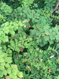この画像のいちごのような実の付いた植物はなんという名前なのでしょうか？
食べられますか？
わかりにくい画像ですみません 