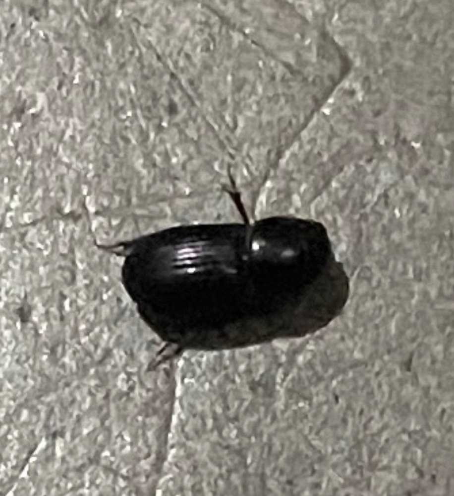 この虫は何と言う虫か分かりますか？ 玄関の一部分にだけ大量に発生してます。