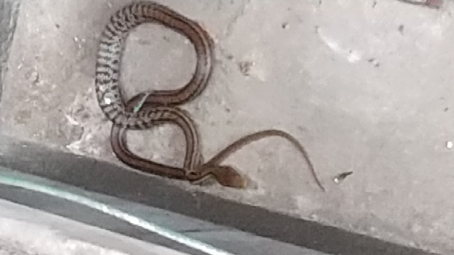 この蛇の名前を教えて下さい。 。