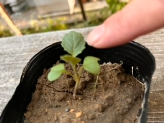 この苗小さいですか？キャベツ苗です。初めて育苗するので大きさが分かりません。種まき後17日たっていますが、この大きさ大丈夫ですか？