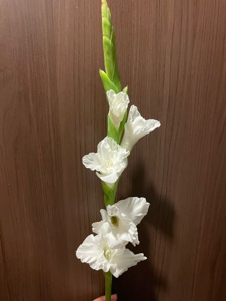 このお花の名前わかる方教えて下さい。 よろしくお願いします。