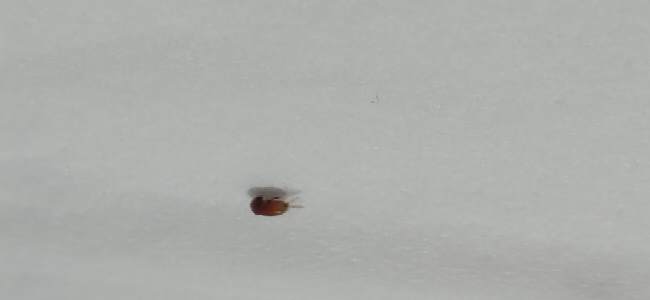 この虫はなんですか？0.25mmくらいで多分飛べるやつです
