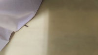 このお尻が尖ってる虫はなんでしょうか？
ティッシュで確保しようとした際お尻をウネウネさせてました。
その後羽が付いていたようで飛び上がりとても驚きました。
人を刺したりしますか？ 