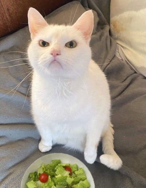 (-o-)/ 【猫画像】おい、なんだこの飯は!!! この画像にどんなタイトルをつけますか？