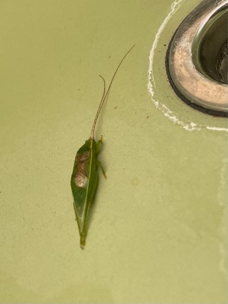 この虫が何かわかる方いらっしゃいますか？？ お風呂場にいました。