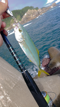 岩手県北の磯で遊んでいて釣れたのですが 青物の何の幼魚でしょうか画像添付します Yahoo 知恵袋