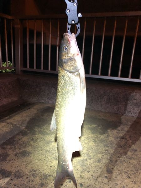 この魚なんて言う名前ですか？ ルアーで釣りました。