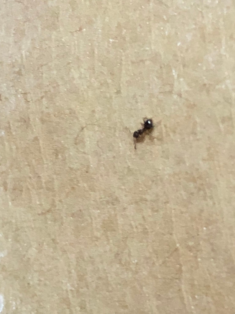 部屋の隙間から米粒より小さい蟻がどんどん入ってきてやばいです、塞げないのでどんどん入ってきて困ります(T ^ T) 何蟻なんでしょうか？