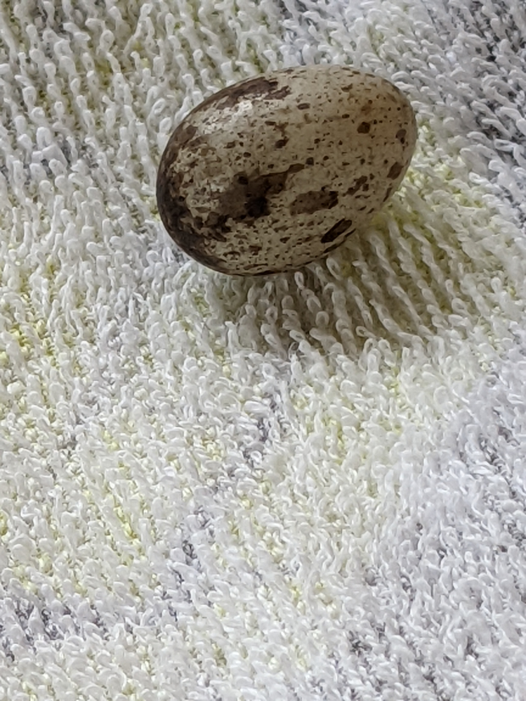この卵は何かわかりますか?