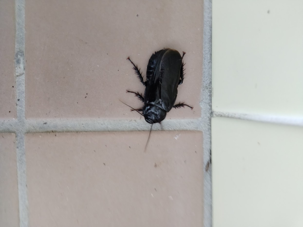 岐阜県のキャンプ場のトイレに居たんですが、オオゴキブリでしょうか？