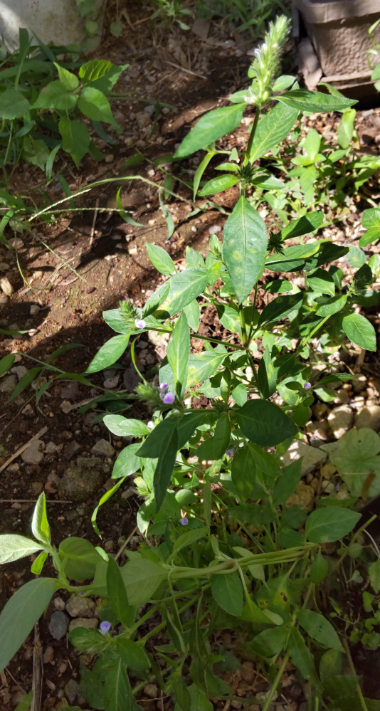 この植物の名前を教えてください。 南側にたくさん生えています。 高さ15cm～20cm位。穂に薄紫色の小さな花がついています。 葉っぱには匂いはありません。