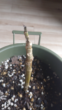 ナフコで売っている花と野菜がグングン育つ培養土というやつを買いました Yahoo 知恵袋