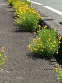 この花の名前教えてくださいコンクリートなのに可憐に力強く咲いてます丈 Yahoo 知恵袋