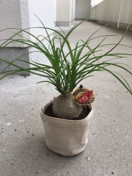 この植物はなんという名前でどういう育て方かわかる方は教えてください ホームセンターで一目惚れして買ったのですが、名前がわかりません。